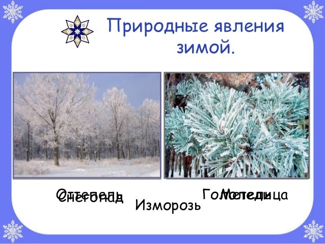 Зимние явления в живой природе картинки Зимние явления в живой природе картинки